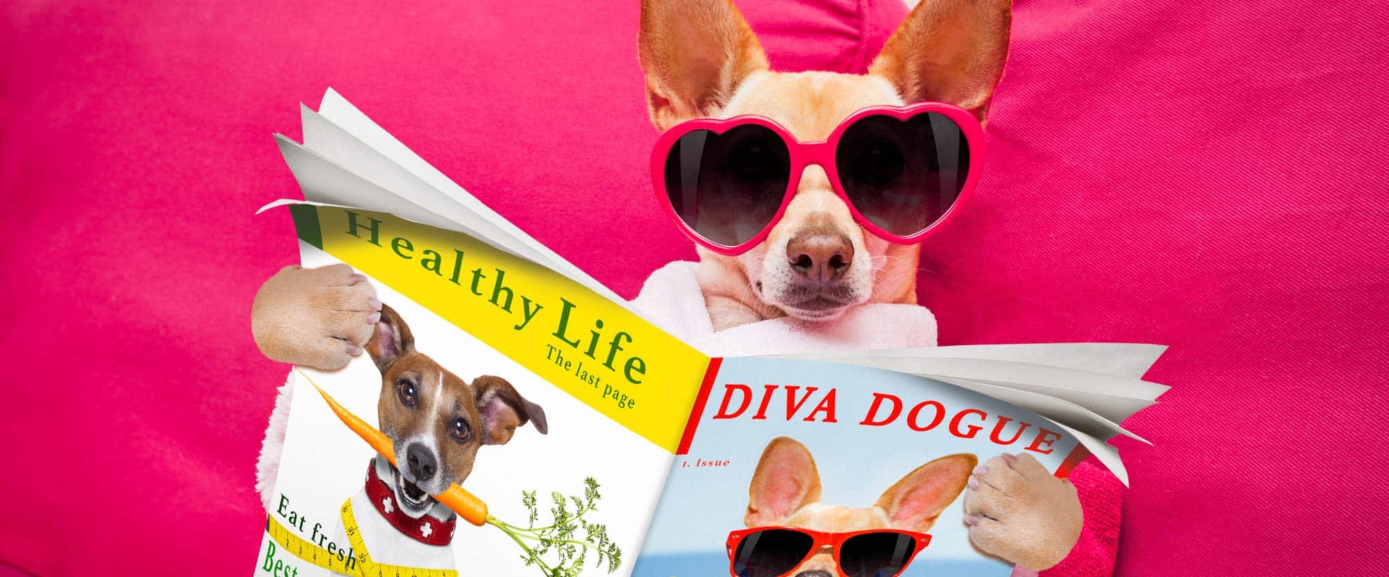 Dog Grooming in the Johnstown, PA Region Lead Me On Resort